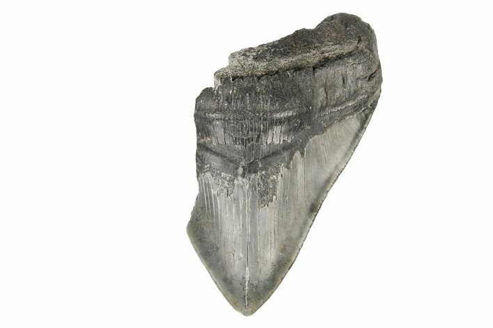 Partial, Fossil Megalodon Tooth #193970